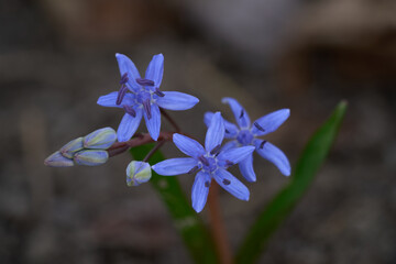 Scilla bifolia flower in detail of flower head. Known as Alpine Squill or two-leaf squill. Blue-purple spring flower in deciduous forest.