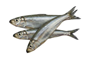 Anchovy on high quality transparent background png