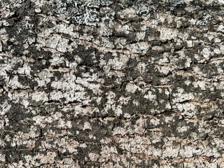 texture of old tree bark