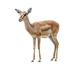 Fototapeta premium Antelope on high quality transparent background png