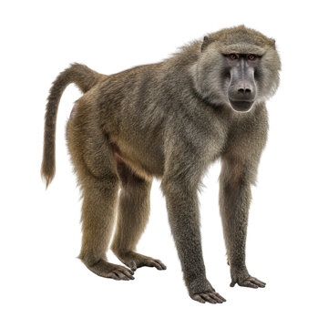Baboon on high quality transparent background png