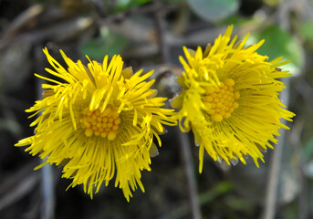 In nature, bloom early spring plant coltsfoot (Tussilago farfara)