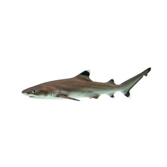 Obraz premium Bala Shark on high quality transparent background png