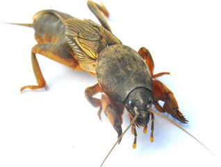 Insect pest gryllotalpa gryllotalpa