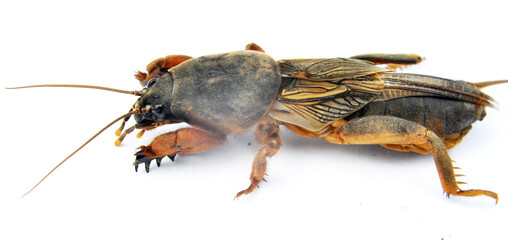 Insect pest gryllotalpa gryllotalpa