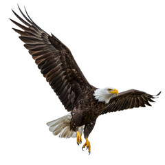 Naklejka premium Bald Eagle on high quality transparent background png