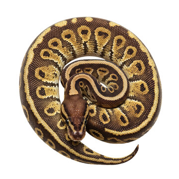 Ball Python on high quality transparent background png