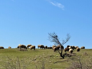 herd of sheep on pasture in the mountains in bulgaria