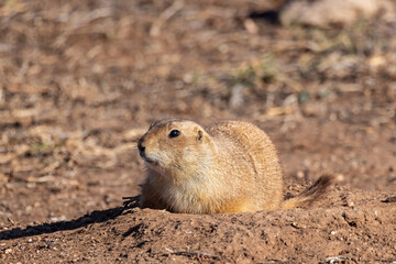 Prairie dog in arid land of rural Texas.