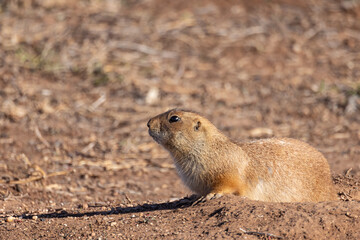 Prairie dog in arid land of rural Texas.