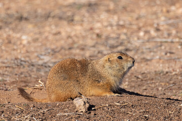 Prairie dog in arid land of rural Texas.