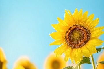 明るい空の下で咲くひまわりの美しさ