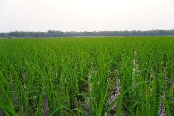 The rice seedlings in close up, the green vegetation in the background 