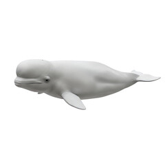 Beluga Whale on high quality transparent background png