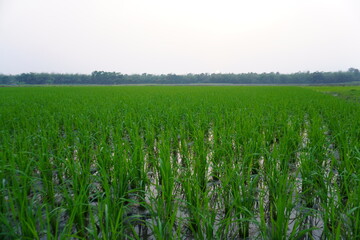 Newly planted rice seedlings on the flooded paddy field in close up
