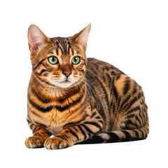 Fototapeta premium Bengal Cat on high quality transparent background png