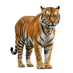 Obraz premium Bengal Tiger on high quality transparent background png