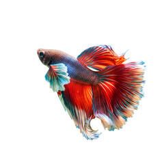 Fototapeta premium Betta Fish on high quality transparent background png