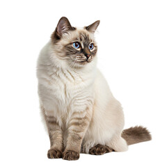 Birman Cat on high quality transparent background png