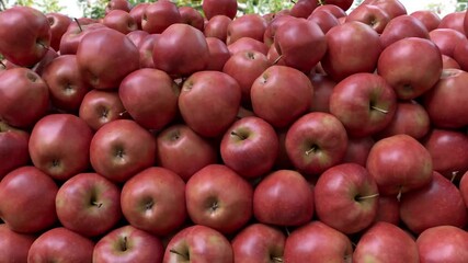 Red Apple Falling Transition with Apple Garden Background