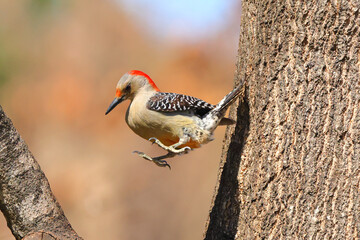 Red bellied woodpecker hops from limb to limb against blurry background. 