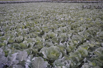 Fototapeta premium The field of cabbage, the cabbage plants are planted in proper lines