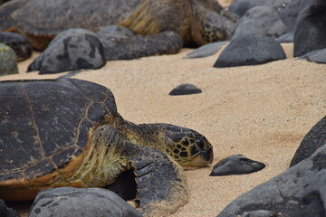turtle on the sand