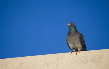 Single pigeon sitting on a building