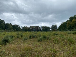 clouds over the forest