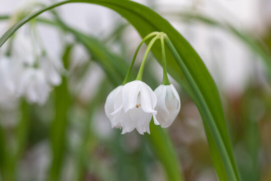 Few flowered leek (Allium paradoxum var. Normale) Asian species of wild onion