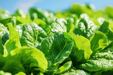 新鮮なレタスが太陽の光を浴びている農場の風景