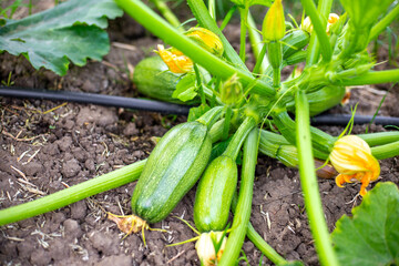 Obraz premium Green zucchini plant with flowers and young fruits in vegetable bed with drip irrigation tube. Growing vegetables in the garden