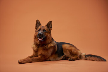 A German Shepherd rests comfortably on a peach background with its body stretched. The composition showcases the dog's peaceful demeanor and glossy fur in soft lighting.