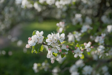 Spring apple trees in a blooming garden on a sunny day. The concept of agriculture.
