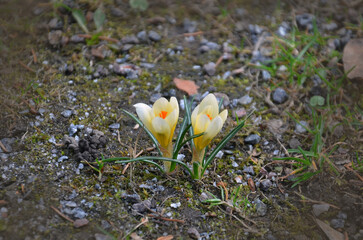  Two light yellow crocuses blooming in early springtime . Closeup photo outdoors. Awakening of nature, growing first spring flowers -crocuses. Free copy space.
