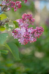Purple lilac trees. Close-up shot