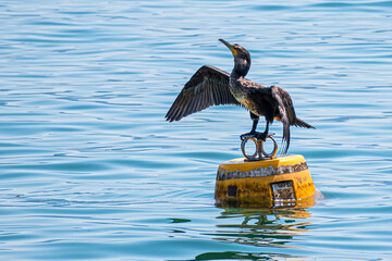 Kormoran am Iseosee