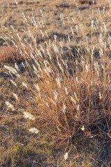 Fototapeta premium Dried grass seed heads in afternoon sun.