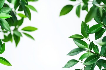 Obraz premium 葉の緑が美しい植物の背景が穏やかな雰囲気を演出する