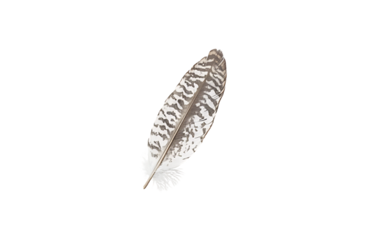 Elegant Bird Feather: A Detailed View of Nature's Art