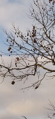 Bare Plane Tree Branches Against the Sky