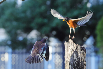 Robin and blackbird flighting in flight against blurry background. 