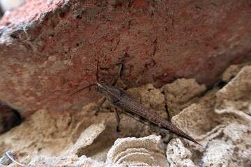 Anacridium aegyptium