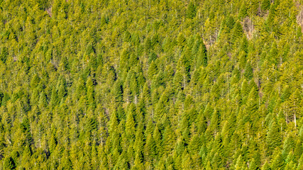Aerial view of a dense forest of evergreen trees. Ideal for texture, pattern and background. Nature concept.