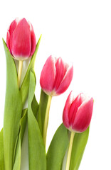 Pink tulips