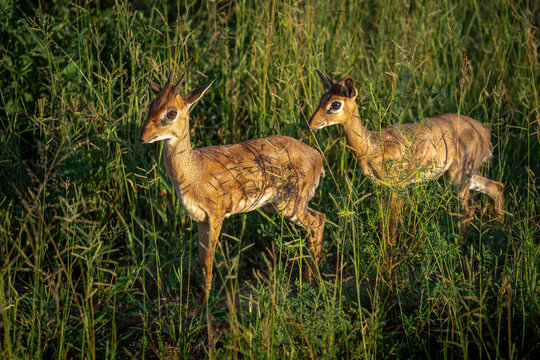 Zwei kleine Dikdiks, eine afrikanische Zwergantilope, stehen im dichten Gras im Tarangire Nationalpark in Tansania Afrika