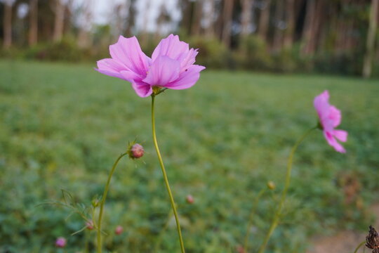 A close-up of the pink cosmos flower with its buds with greenary background 