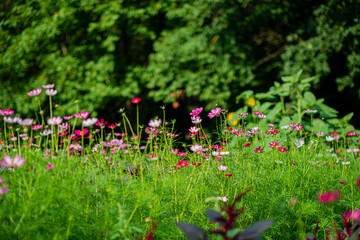 summer meadow with cosmos flowers