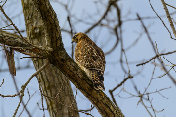 A Red Shouldered Hawk Perches in a Tree at Seven Lakes State Park in Holly, Michigan.
