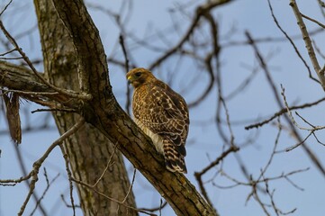 A Red Shouldered Hawk Perches in a Tree at Seven Lakes State Park in Holly, Michigan.
